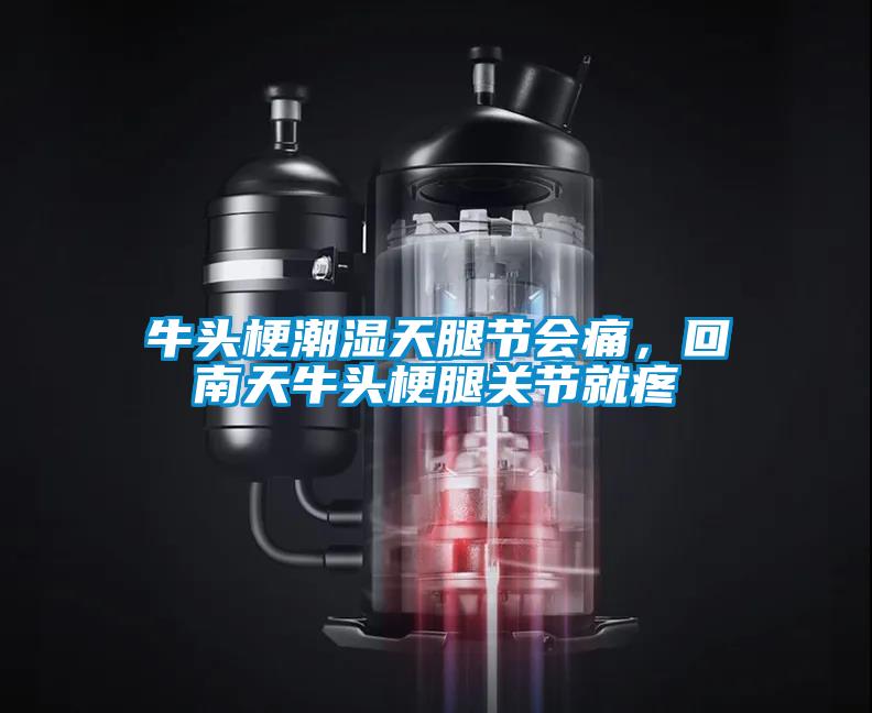 牛頭梗潮濕天腿節會痛，回南天牛頭梗腿關節就疼