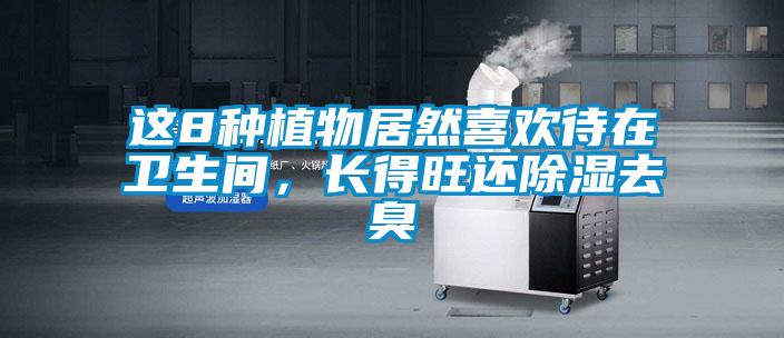 這8種植物居然喜歡待在衛生間，長得旺還除濕去臭